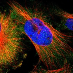 IKK gamma Antibody, Novus Biologicals:Antibodies:Primary Antibodies